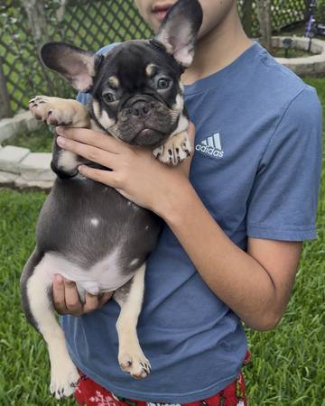 Frenchies for Rehoming(CHOCOLATE TRI) (La porte)