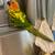 Sun conures 6 thumbnail