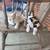 Kittens 2 thumbnail