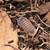 Coolidge: Isopods & Springtails (bioactive) 1 thumbnail