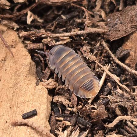 Coolidge: Isopods & Springtails (bioactive) 1