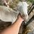 Sheep 3 thumbnail