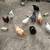 Hens 18 months old 4 thumbnail