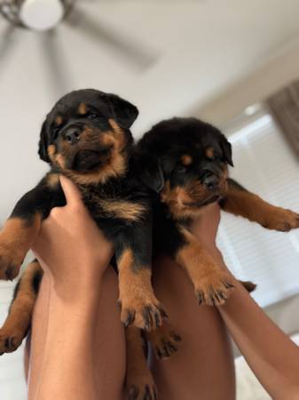 Rottweiler puppy’s (Litchfield Park)63975637653123124