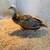 Peachicks 5 thumbnail