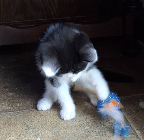 9 weeks old (Andover)575550337739673606