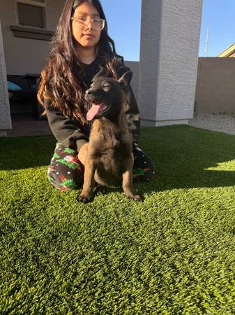 Beautiful Belgian Malinois 1