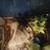 Tarantulas 1 thumbnail