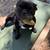 Adorable frenchie 2 thumbnail