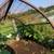 Corn crib arches great for weddings 1 thumbnail