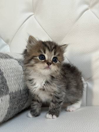 Rehoming for Scottishfold/ tabby kitten63853464707715120