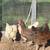 Chickens (6) 1 thumbnail