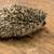 Healthy Baby Hedghogs 11 thumbnail