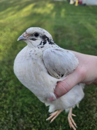 Quail Adults, Chicks & Eggs (Kingsville)63903227329410120