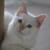 kittens 3 thumbnail