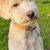 Pet sitter, pet boarding, dog sitter  $20.00 coupon  on 1st rover booking 20 thumbnail