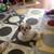All Dogs Obedience and PottyTraining*Guaranteed*and reasonable price 12 thumbnail
