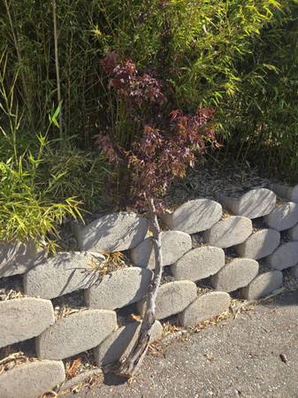 Japanese maple burgundy lace tree (multiple pieces) - $75 (San Jose)63471232523267121
