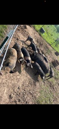 Feeder pigs for sell 2-3 males 1