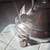 Culinary Essentials Stainless Steel Whistle Teapot 4 thumbnail