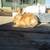 Velvet bunnies 3 thumbnail