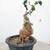 Rare Chinese Trident Maple 2 thumbnail