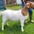 Fullblood Boer Goat Buckling 5 thumbnail