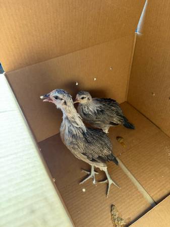 Silver Duckwing bantam pullets (Oak View)63686090967555121