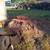 STUMP GRINDING & Surface Roots Removal by Brad Frederick's LLC 13 thumbnail