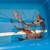 Medium domestic butterfly fin koi 8 thumbnail