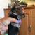 Longhaired Dachshunds 2 thumbnail