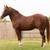 Sud Service: AQHA?APHA Gunner/Topsail Whiz 4 thumbnail