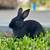 Pure bred New Zealand Rabbits for sale 1 thumbnail