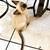 Siamese kittens 1 thumbnail