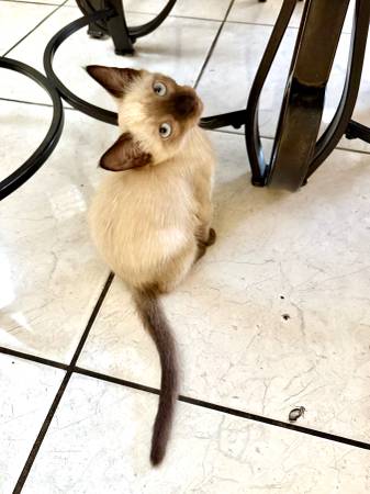 Siamese kittens 1