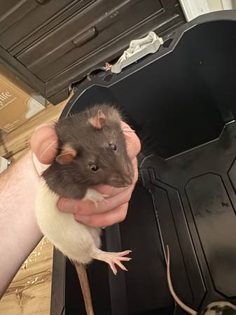 Rats with cage 1