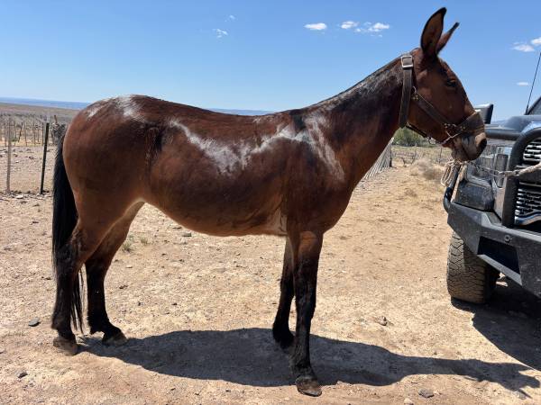 Mule 1