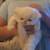 Persian kittens 6 thumbnail