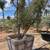 Mature olive trees 15 thumbnail