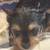 Beautiful biewer yorkies for sale 9 thumbnail