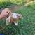 Nigerian Dwarf Pair 8 thumbnail