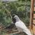 Homing pigeons 1 thumbnail