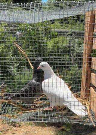 Homing pigeons 1