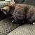 Female Tortie Exotic 3 thumbnail