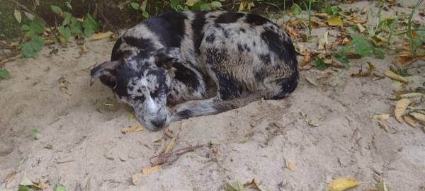 Missing puppy 1