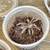 Tarantula babies! 2 thumbnail