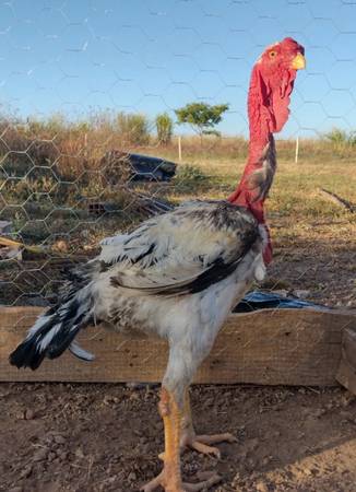 Polaco Gigante or “Giant Pole” Chicks.  Tallest Chickens in the World! Indio 1
