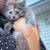 3 Stray Kitten Family in need of home! 4 thumbnail