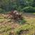 Black Walnut Stumps 6 thumbnail