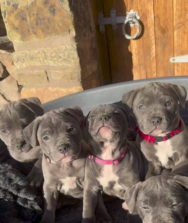 Handsome and beautiful Pitbull 1